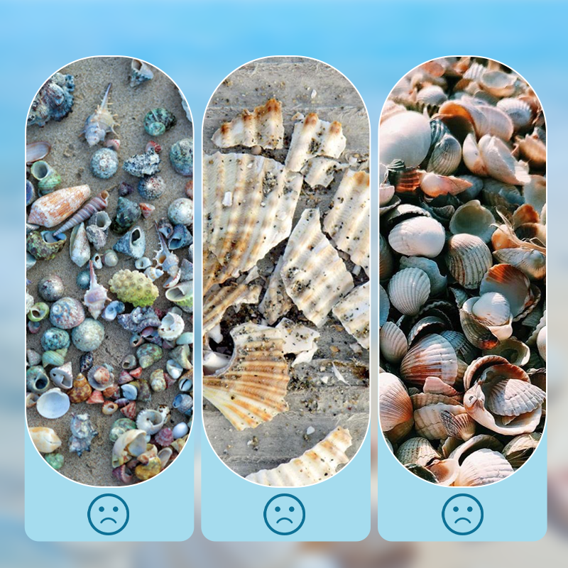 🦪 Seashell Display Case with Acrylic Panel 🌊